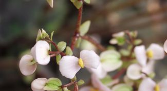 Картинка по теме - как вырастить ампельную бегонию