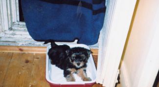 Картинка по теме - как приучить собаку к пеленке