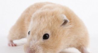 Картинка по теме - как приучить хомяка к туалету