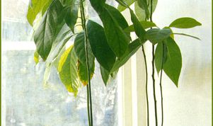 Картинка по теме - как прищипывать авокадо