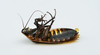 Картинка по теме - как травить тараканов