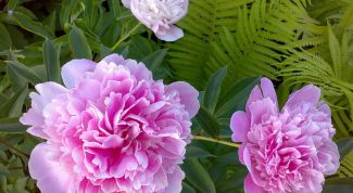 Картинка по теме - как сажать пионы