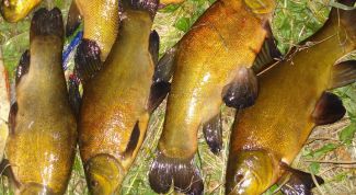 Картинка по теме - как чистить линей