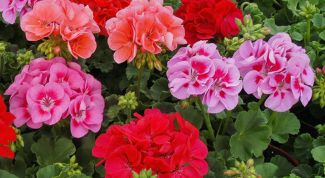 Картинка по теме - как выращивать пеларгонию