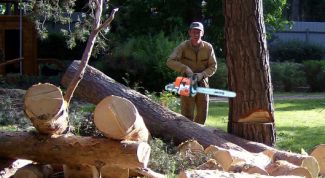 Картинка по теме - как свалить дерево