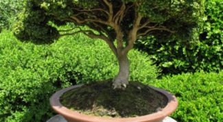 Картинка по теме - как сформировать крону