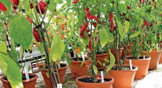 Картинка по теме - как вырастить острый перец