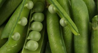 Картинка по теме - как выращивать горох