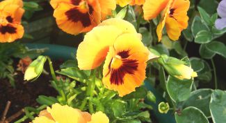 Картинка по теме - как посадить виолу