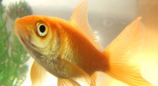 Картинка по теме - как посчитать объем аквариума