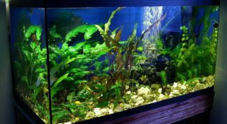 Картинка по теме - как сделать аквариум из стекла