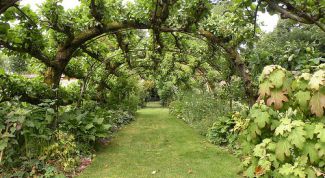 Картинка по теме - как спланировать сад