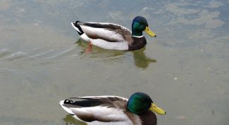 Картинка по теме - как рисовать уток