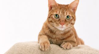 Картинка по теме - как сшить лежанку для кошек