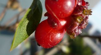 Картинка по теме - как сажать жимолость