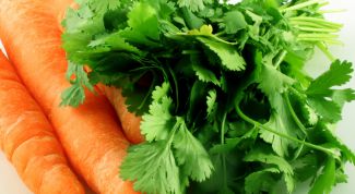 Картинка по теме - как сажать кинзу