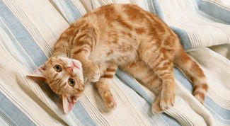 Картинка по теме - как приручить котенка