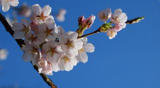 Картинка по теме - как удобрить деревья