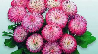 Картинка по теме - как вырастить маргаритки