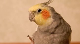 Картинка по теме - как приучить попугая к пальцу