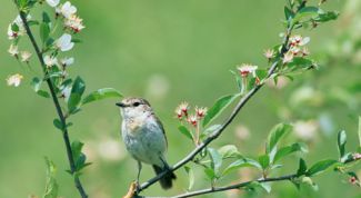 Картинка по теме - как провести праздник в апреле