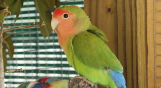 Картинка по теме - как приручить попугая неразлучника