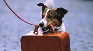 Картинка по теме - как провезти собаку в поезде