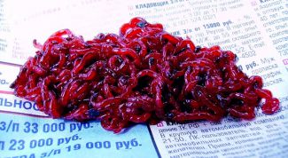 Картинка по теме - как хранить мотыля в домашних условиях