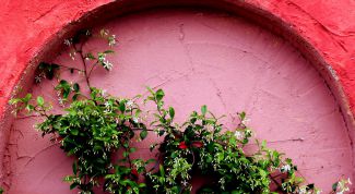 Картинка по теме - как сажать жасмин