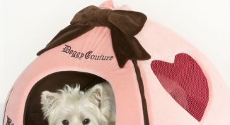 Картинка по теме - как приучить собаку к месту