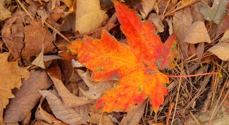 Картинка по теме - как рисовать кленовый листья