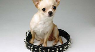 Картинка по теме - как приучить йорка к поводку