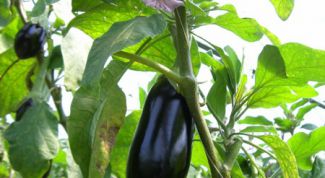Картинка по теме - как вырастить рассаду баклажан
