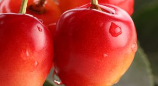 Картинка по теме - как сажать черешню