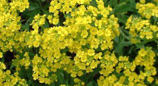 Картинка по теме - как вырастить алиссум