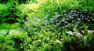 Картинка по теме - как сажать растения в аквариуме