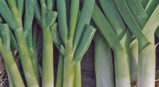 Картинка по теме - как вырастить порей
