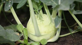 Картинка по теме - как вырастить кольраби