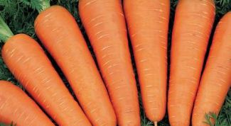Картинка по теме - как вырастить хороший урожай моркови