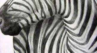 Картинка по теме - как рисовать зебру