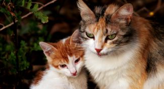 Картинка по теме - как узнать на кого ты похож