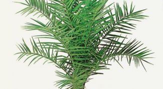 Картинка по теме - как прорастить финик