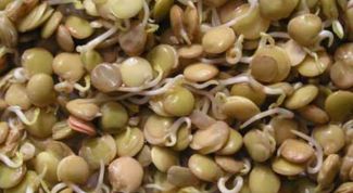 Картинка по теме - как прорастить чечевицу