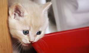 Картинка по теме - как приучить к сухому корму котенка