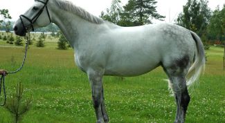 Картинка по теме - как продать лошадь