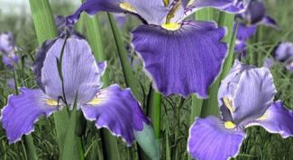 Картинка по теме - как вырастить ирисы