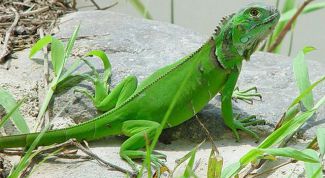 Картинка по теме - как приручить игуану