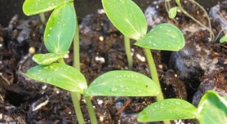 Картинка по теме - как сажать семена огурцов