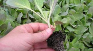 Картинка по теме - как вырастить рассаду цветной капусты