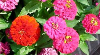 Картинка по теме - как вырастить цинию